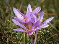 Eng beieinanderstende violette Herbstzeitlose Blüten